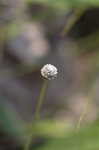 Narrow pipewort